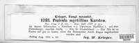 Pezicula myrtillina image